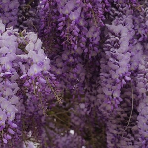 Team Wisteria